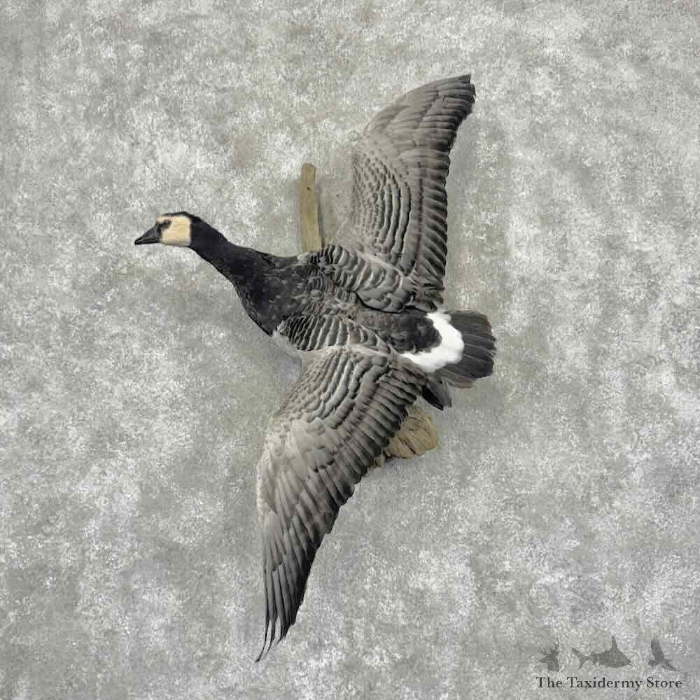 Barnacle Goose Bird Mount For Sale #32188 @ The Taxidermy Store