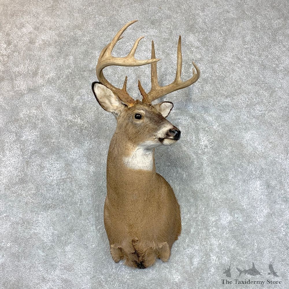 Whitetail Deer Taxidermy Shoulder Mount For Sale #22678 @ The Taxidermy Store