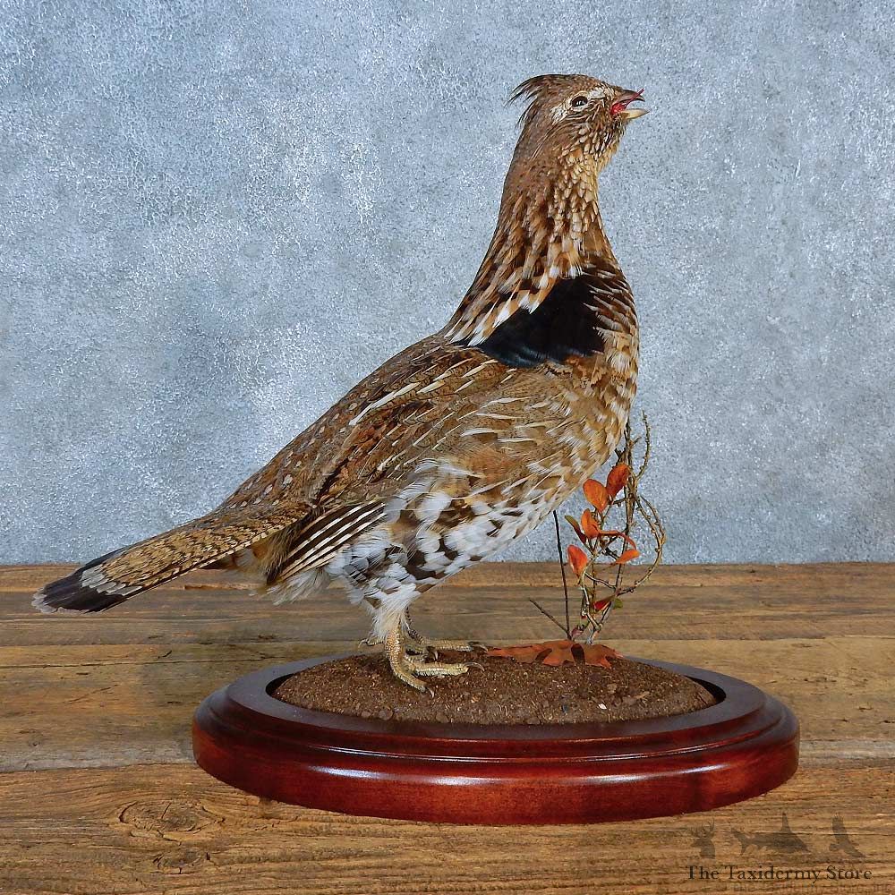 Ruffed Grouse Bird Mount For Sale #15560 @ The Taxidermy Store
