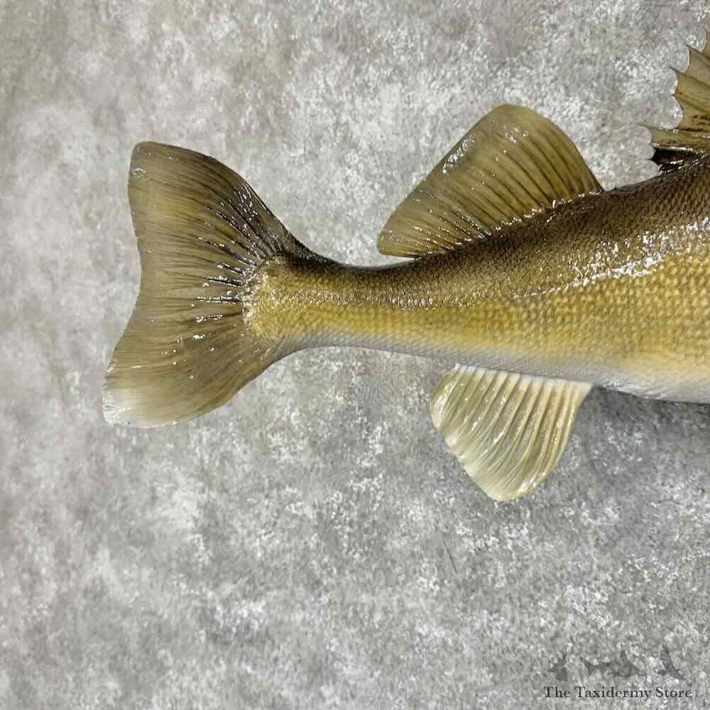 Walleye Fish Mount For Sale #31268 @ The Taxidermy Store