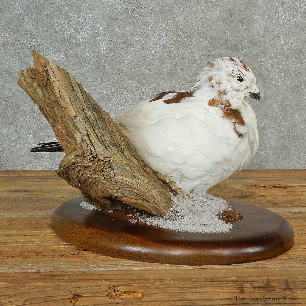 Rock Ptarmigan Bird Mount For Sale #16992 @ The Taxidermy Store