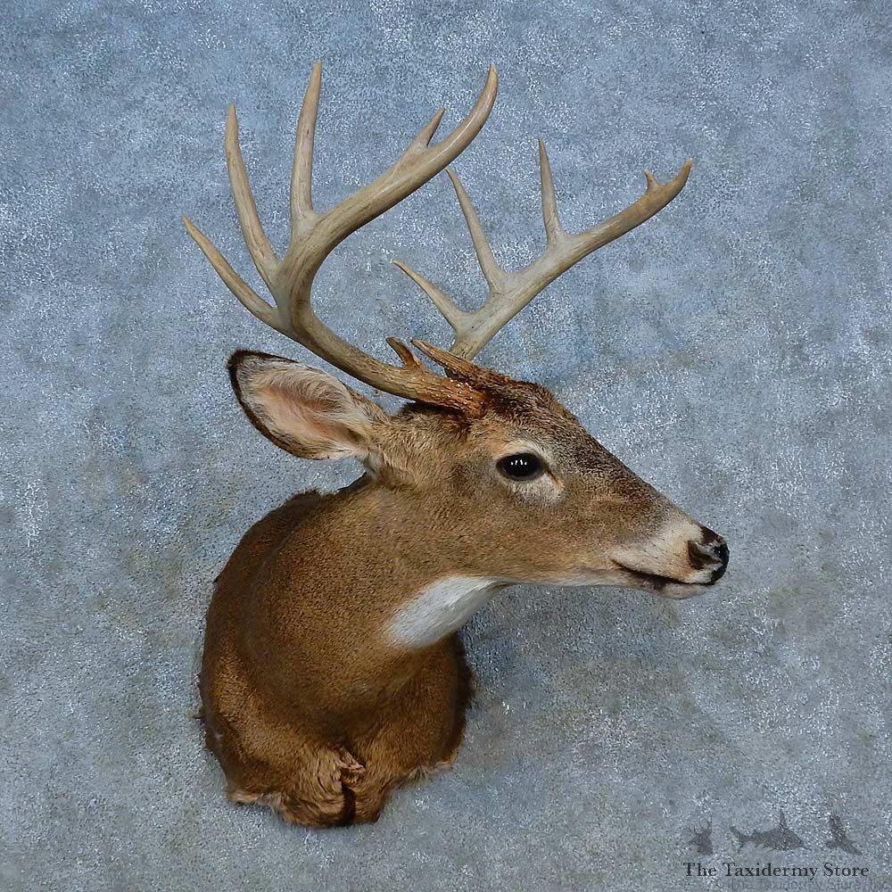 Whitetail Deer Shoulder Mount For Sale #15550 @ The Taxidermy Store