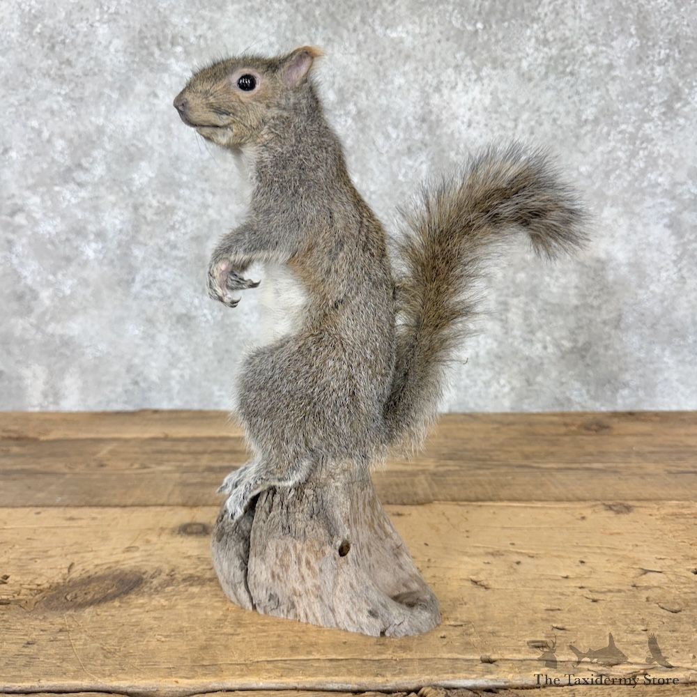 Grey Squirrel Life-Size Mount For Sale #30208 @ The Taxidermy Store