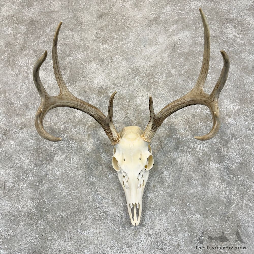 Whitetail Deer Skull European Mount For Sale #29244 @ The Taxidermy Store