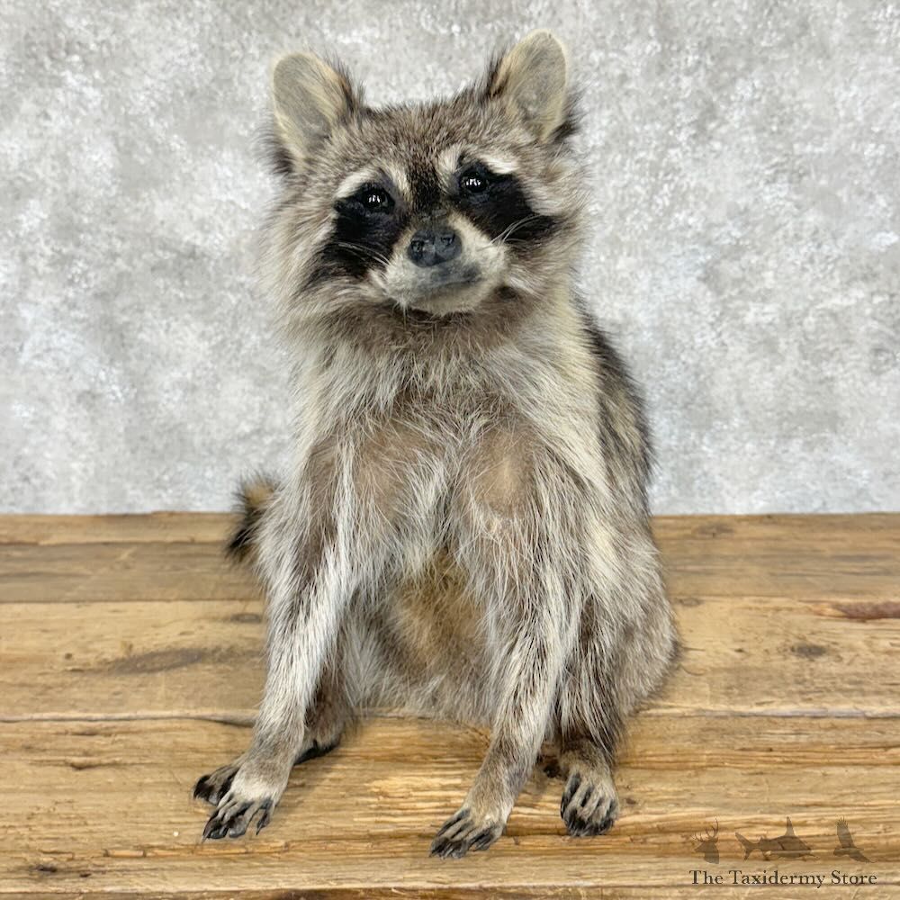 Raccoon Life-Size Mount For Sale #29101 @ The Taxidermy Store