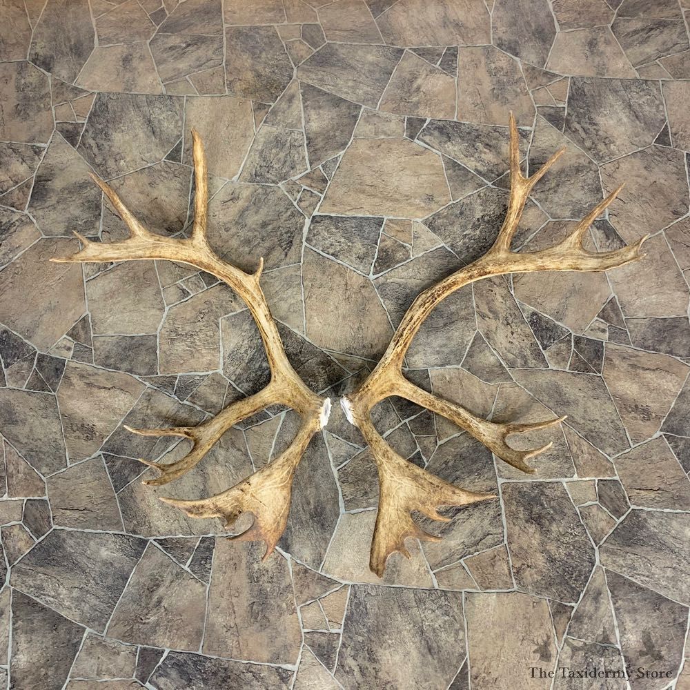 Matched Set Caribou Antlers For Sale #23009 @ The Taxidermy Store