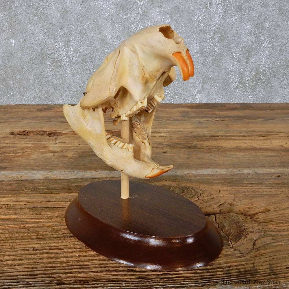 Beaver Skull Mount For Sale #14950 @ The Taxidermy Store