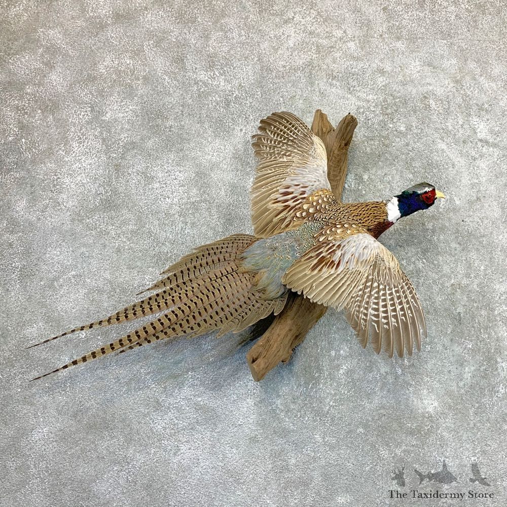 Ringneck Pheasant Bird Mount For Sale #22974 @ The Taxidermy Store
