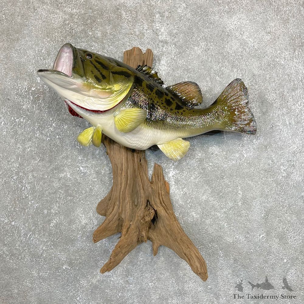 Reproduction Largemouth Bass Fish Mount For Sale #24126 @ The Taxidermy Store