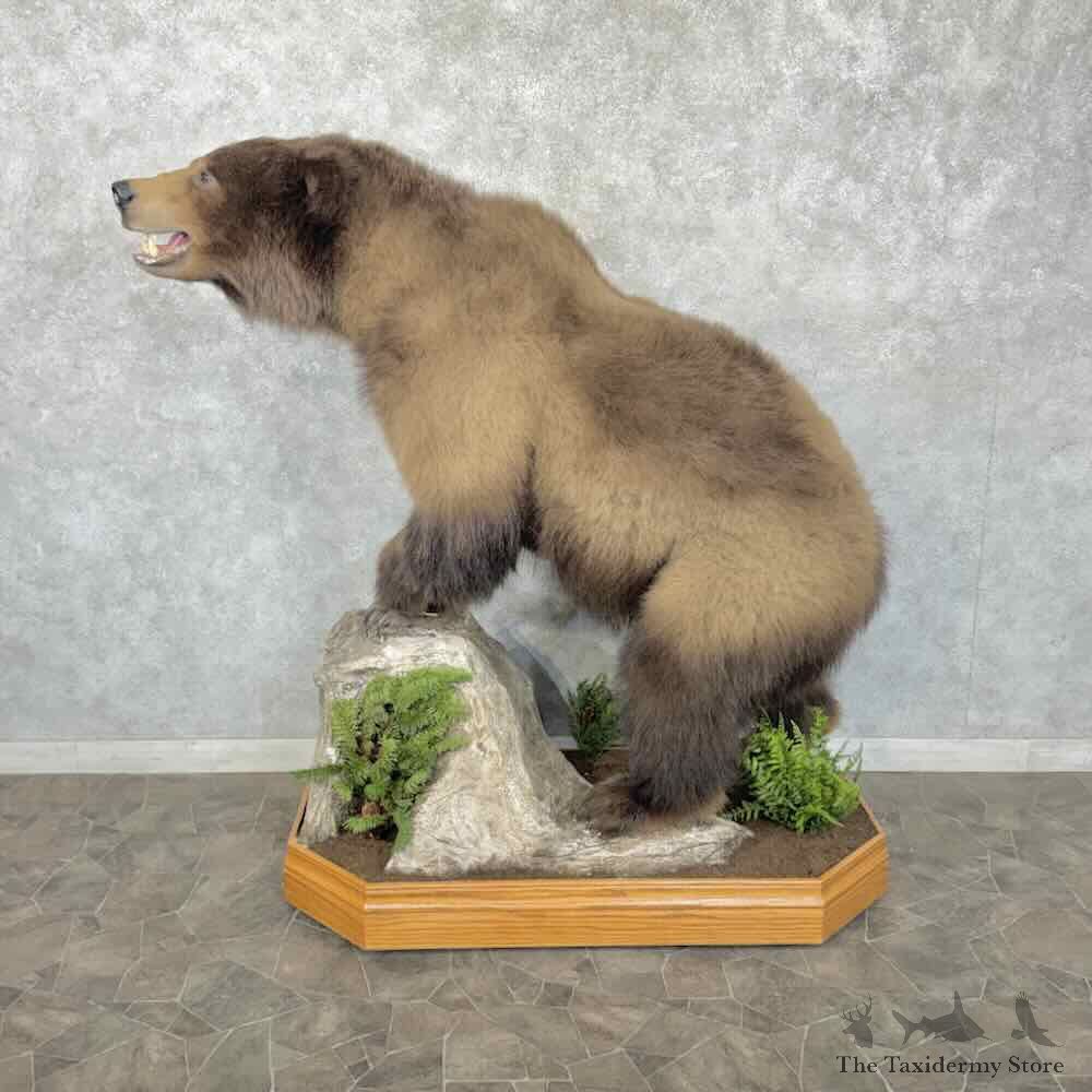 Alaskan Brown Bear Life Size Mount For Sale #31842 @ The Taxidermy Store