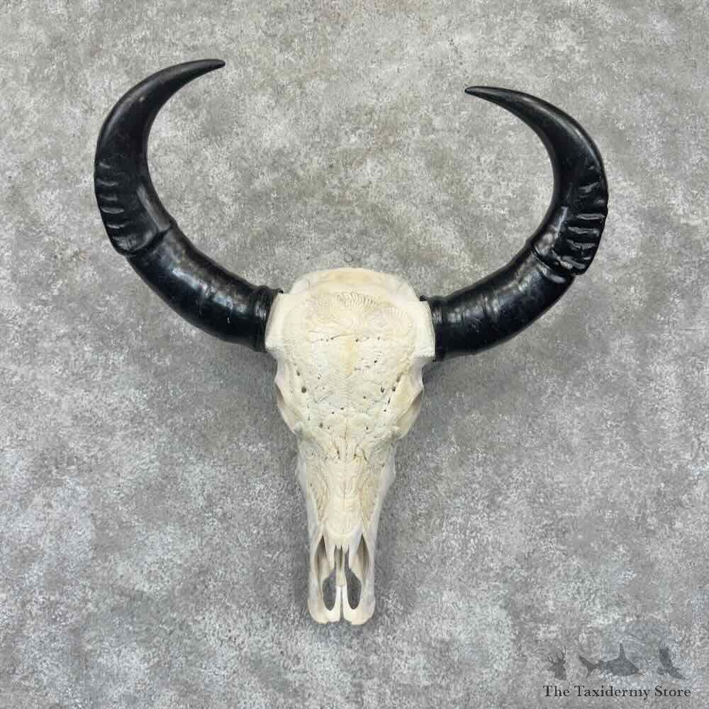 Water Buffalo Carved Skull European Mount For Sale #32329 @ The Taxidermy Store