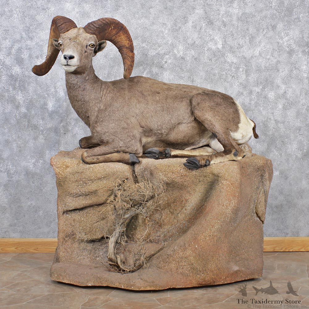 Desert Sheep Life Size Taxidermy Mount #12511 For Sale @ The Taxidermy Store