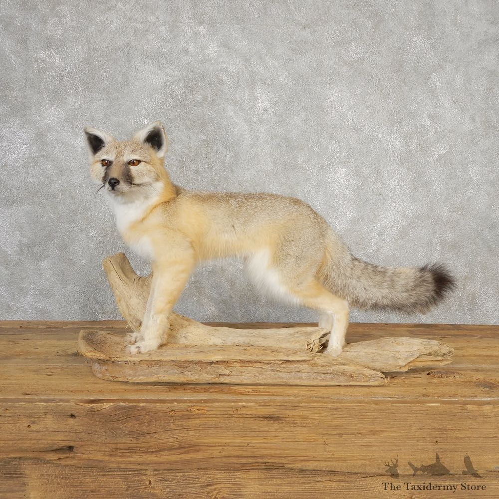 Swift Fox Life-Size Mount For Sale #21112 @ The Taxidermy Store