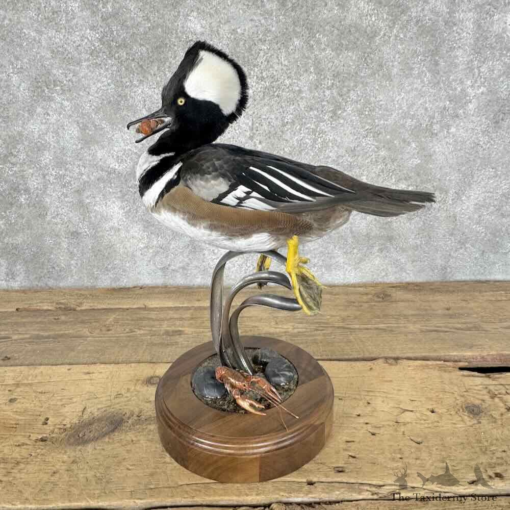 Hooded Merganser Duck Bird Mount For Sale #32125 @ The Taxidermy Store