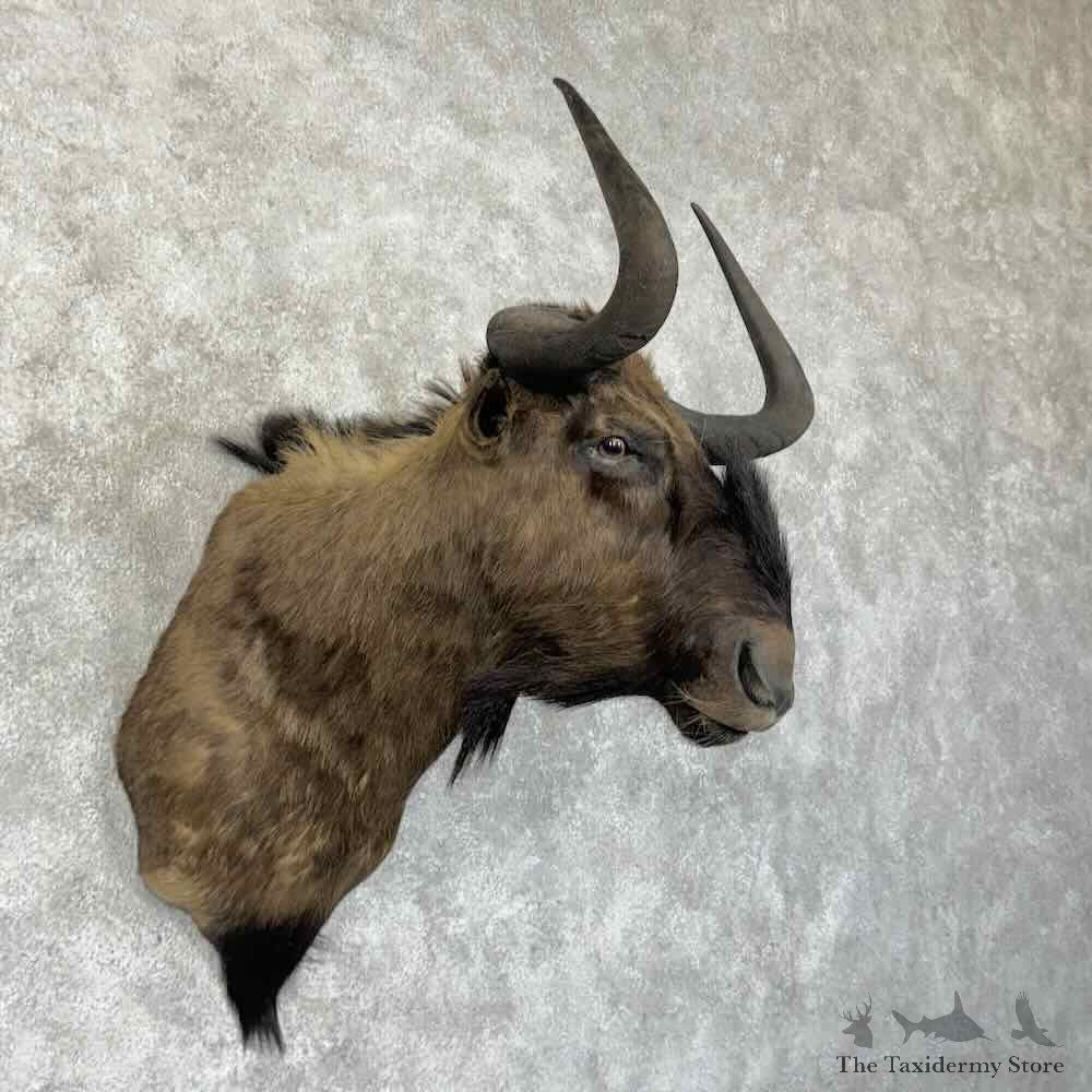 Black Wildebeest Shoulder Mount For Sale #30335 @ The Taxidermy Store