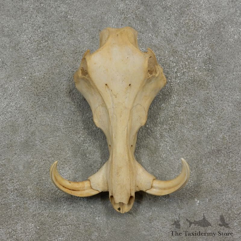African Warthog Upper Skull Mount #17083 For Sale @ The Taxidermy Store