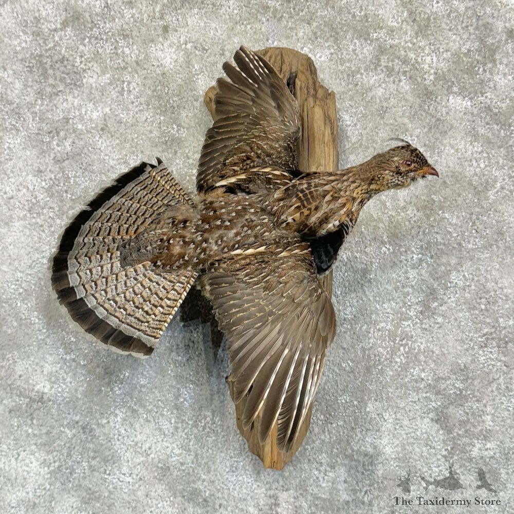 Ruffed Grouse Bird Mount For Sale #29637 @ The Taxidermy Store