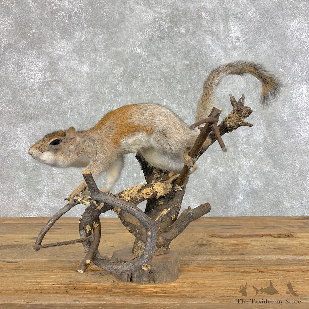 Grey Squirrel Life-Size Mount For Sale #21487 @ The Taxidermy Store