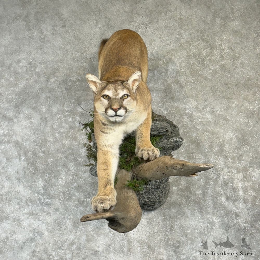 Mountain Lion Cougar Life-Size Mount For Sale #29748 @ The Taxidermy Store