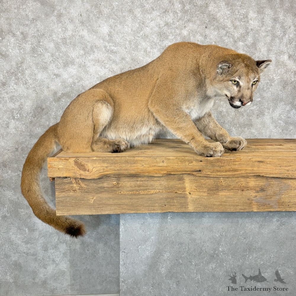 Mountain Lion Cougar Mount For Sale #29651 @ The Taxidermy Store