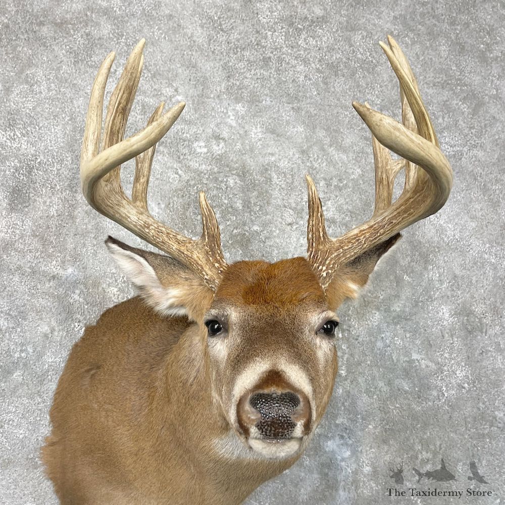 Whitetail Deer Shoulder Mount For Sale #26934 @ The Taxidermy Store