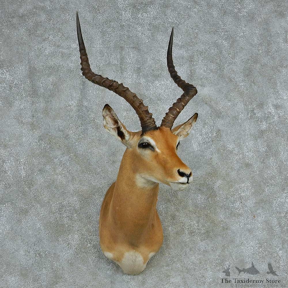 African Impala Shoulder Mount #13723 For Sale @ The Taxidermy Store