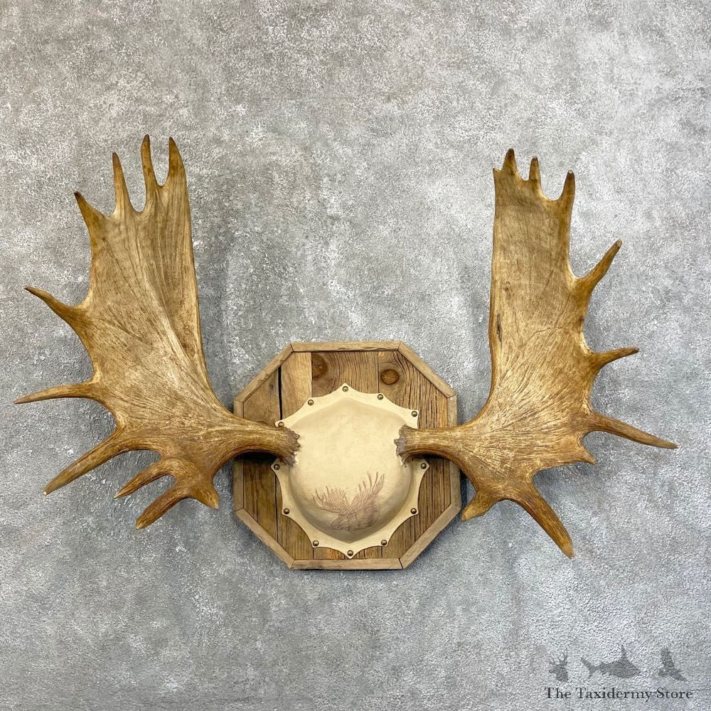 Moose Antler Plaque For Sale #24615 @ The Taxidermy Store