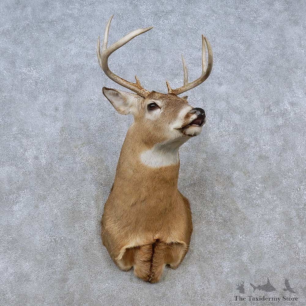 Whitetail Deer Shoulder Mount For Sale #15254 @ The Taxidermy Store