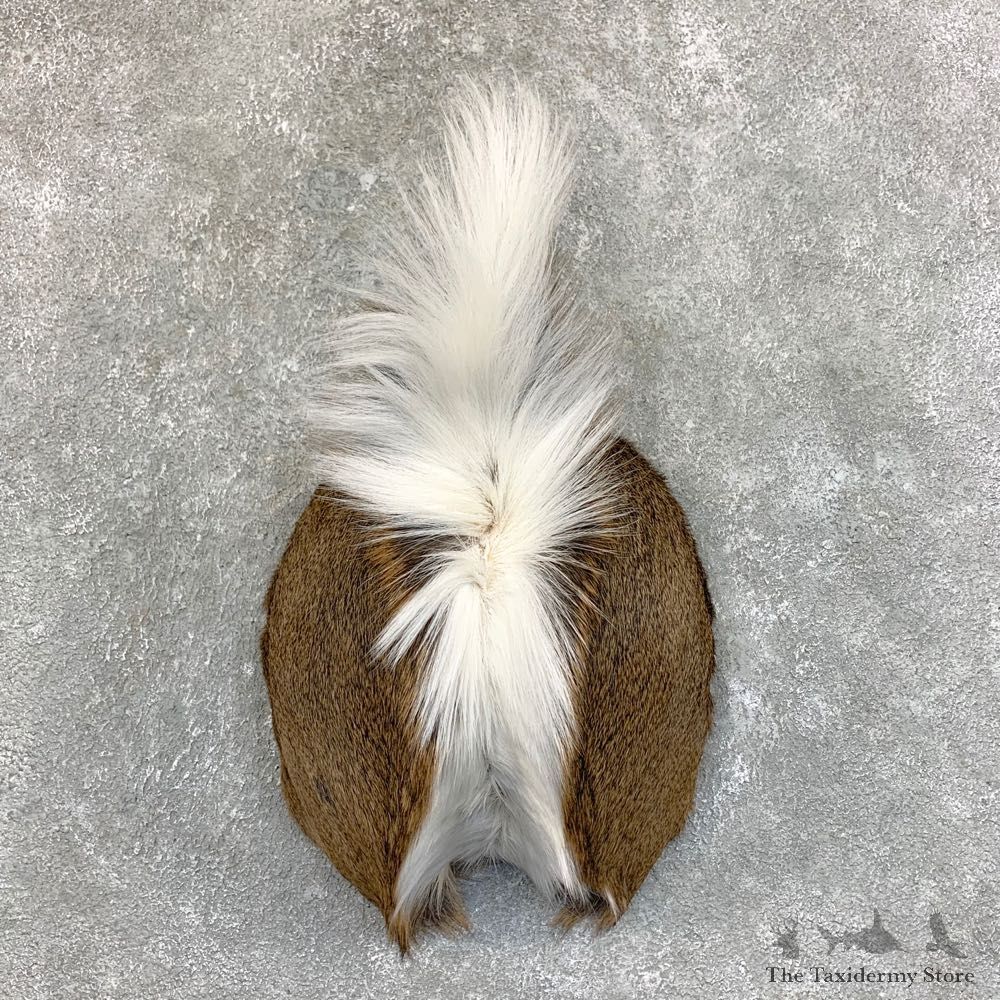 Whitetail Deer Rump Mount For Sale #22727 @ The Taxidermy Store