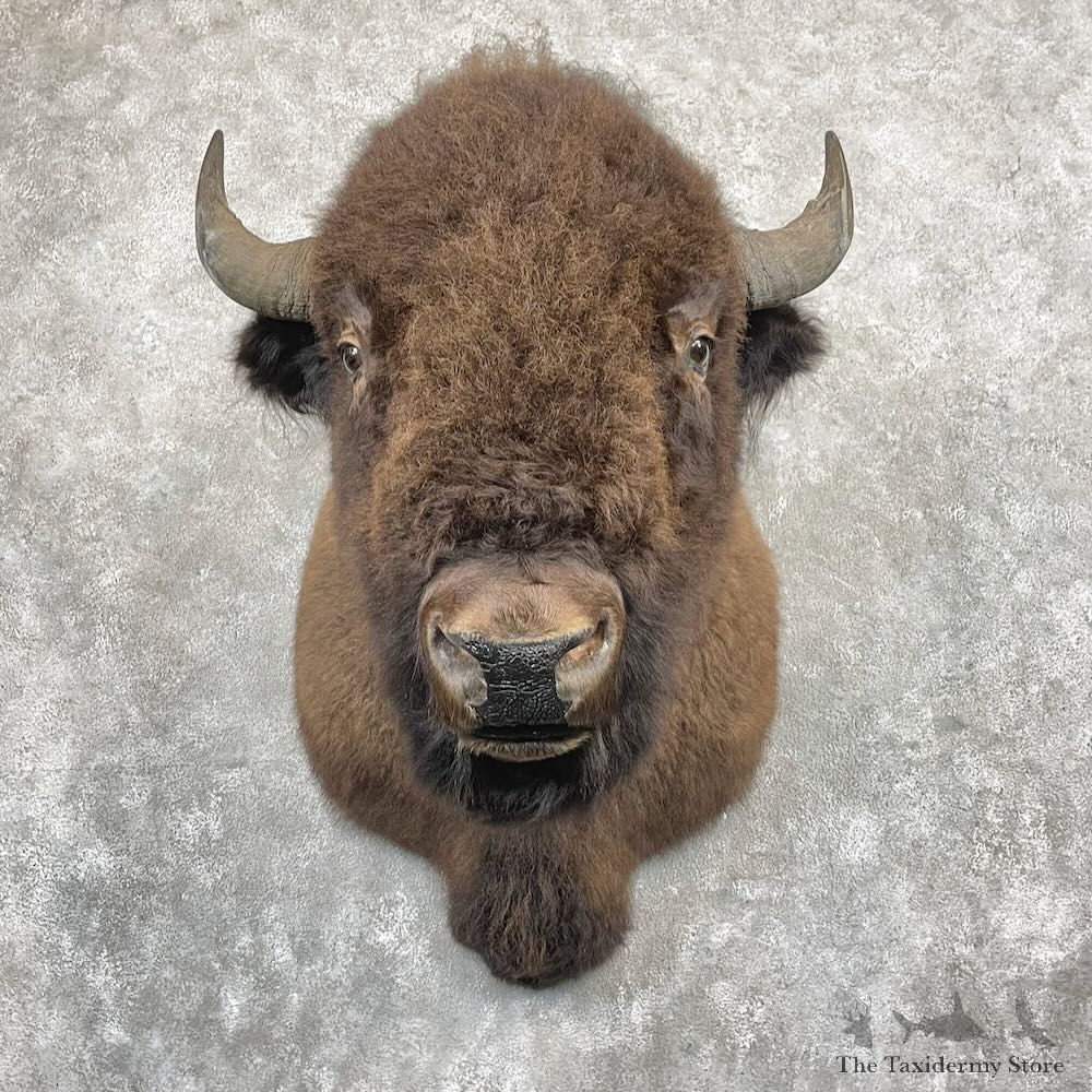 American Buffalo Shoulder Mount For Sale #27419 @ The Taxidermy Store