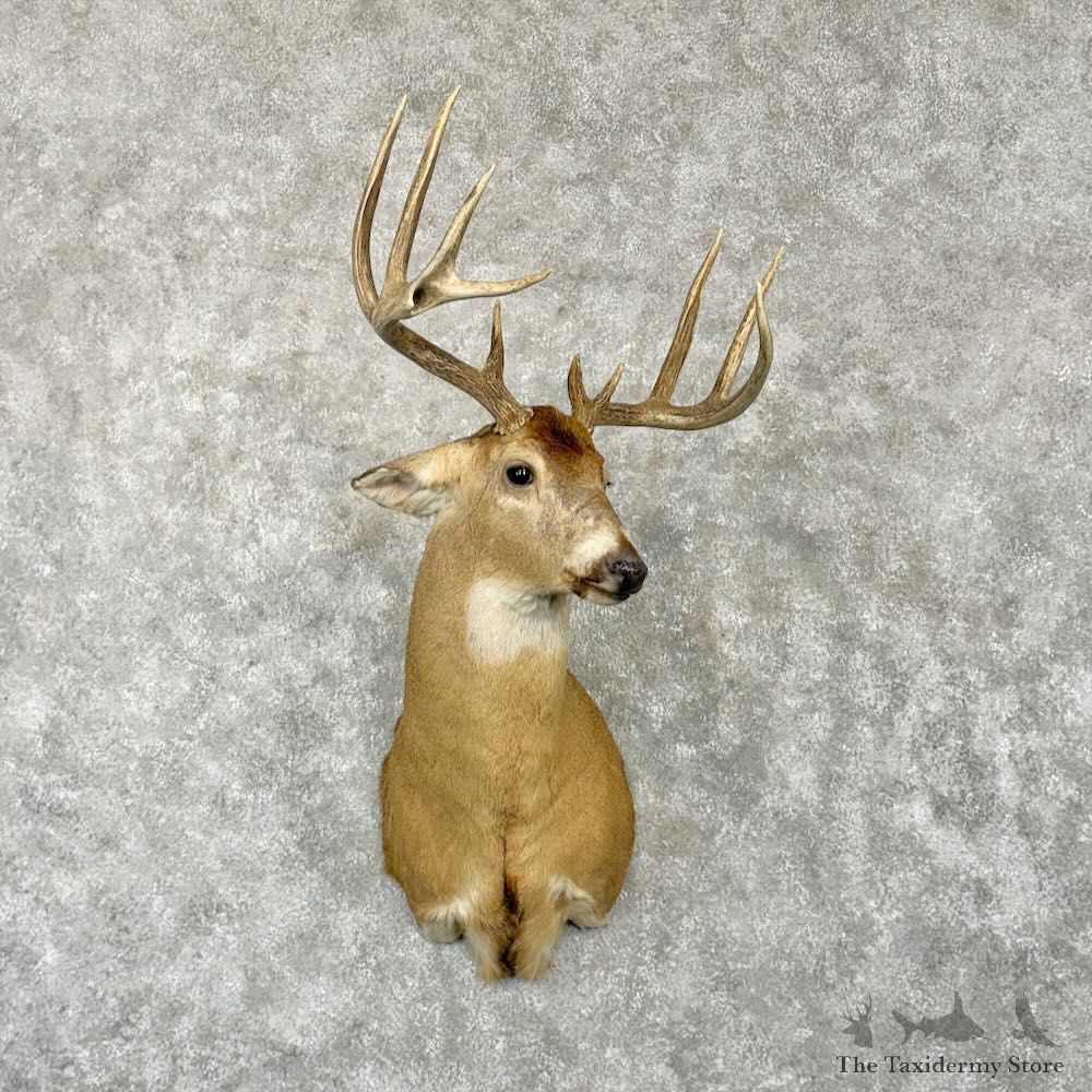 Whitetail Deer Shoulder Mount For Sale #29013 @ The Taxidermy Store