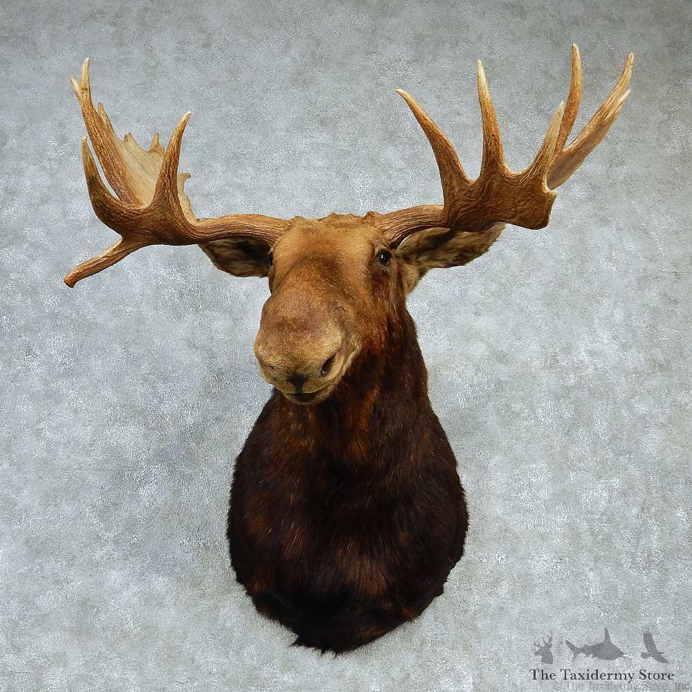 Alaskan Moose Shoulder Taxidermy Mount #13218 For Sale @ The Taxidermy Store