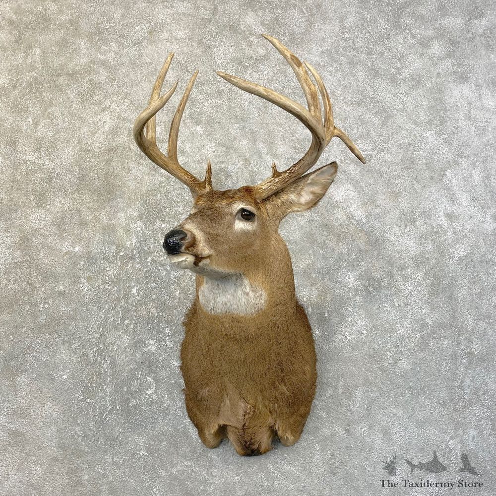 Whitetail Deer Shoulder Mount #25181 For Sale - The Taxidermy Store