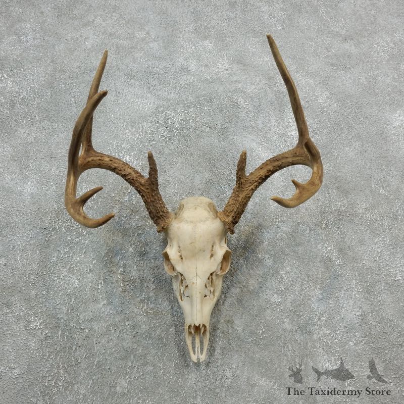 Whitetail Deer Skull European Mount For Sale #18088 @ The Taxidermy Store