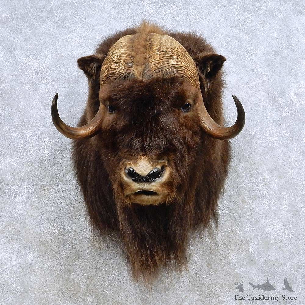Muskox Taxidermy Shoulder Mount For Sale #14231 @ The Taxidermy Store