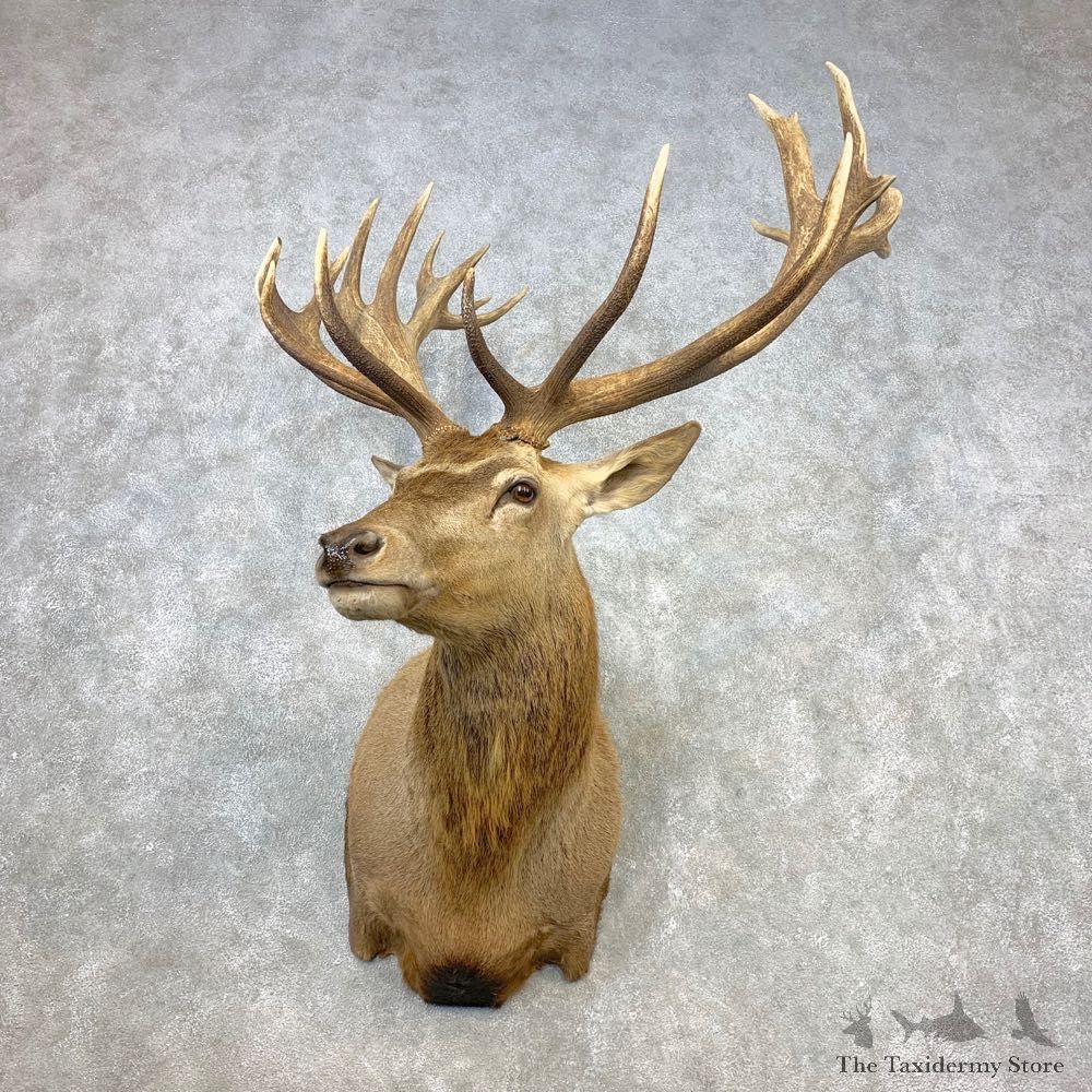 Red Stag Shoulder Mount For Sale #21647 @ The Taxidermy Store