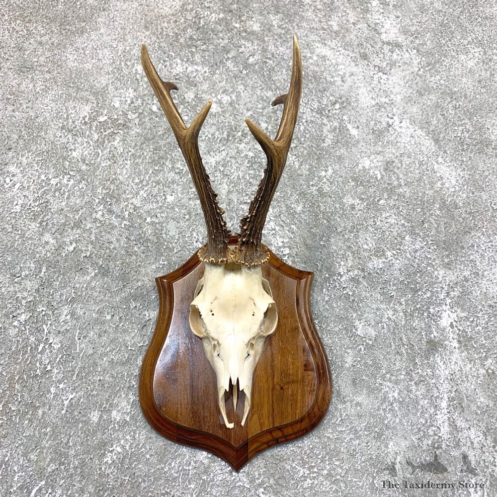 Roe Deer Skull Plaque Mount For Sale #23839 @ The Taxidermy Store
