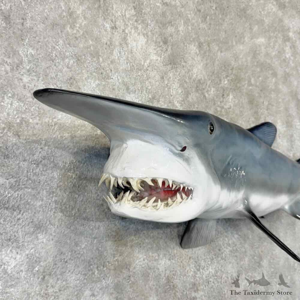 Goblin Shark Reproduction Mount For Sale #31854 @ The Taxidermy Store
