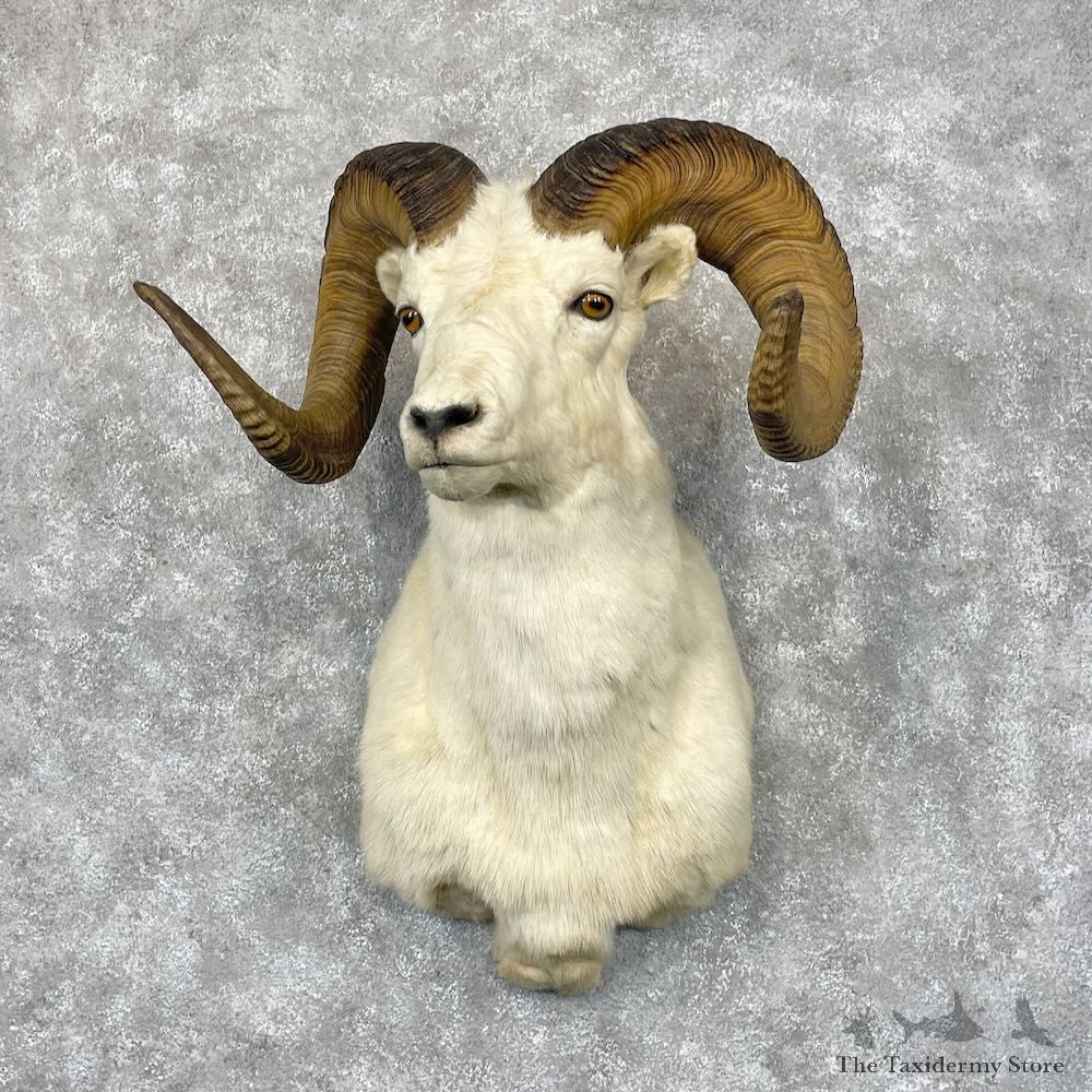 Dall Sheep Shoulder Mount For Sale #28683 @ The Taxidermy Store