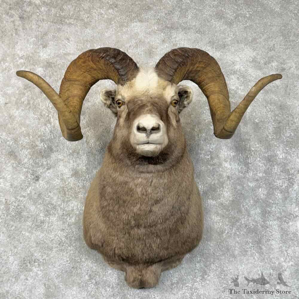 Kolyma Snow Sheep Shoulder Mount For Sale #30344 @ The Taxidermy Store