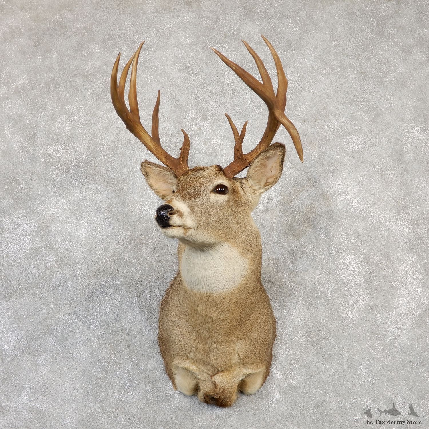 Whitetail Deer Shoulder Mount #20005 For Sale - The Taxidermy Store