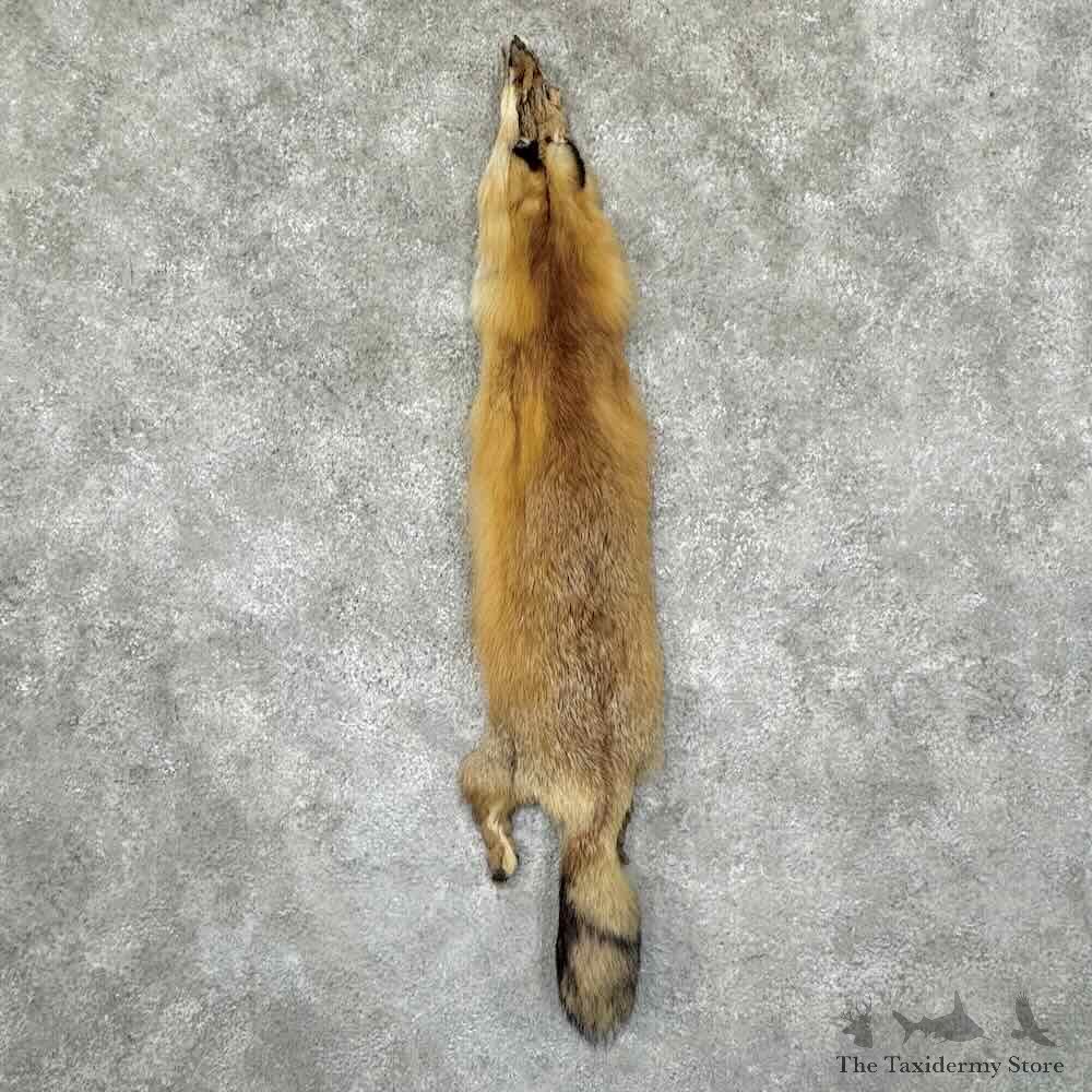 Red Fox Tanned Hide For Sale #30954 @ The Taxidermy Store