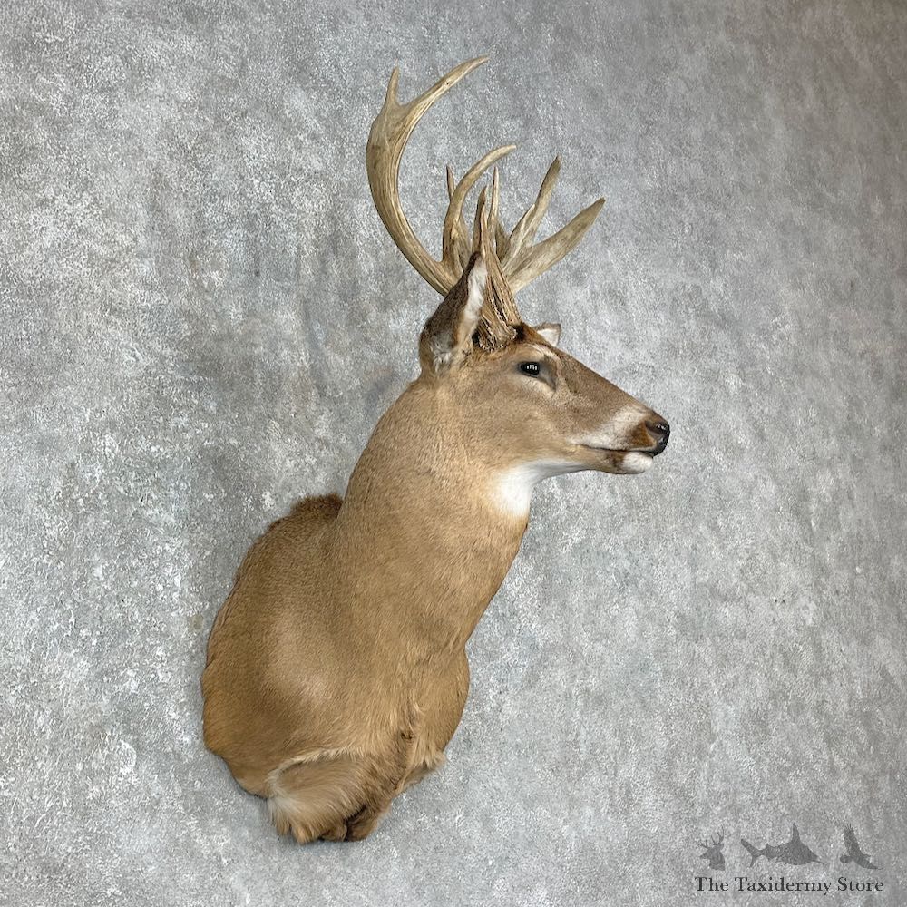 Whitetail Deer Taxidermy Shoulder Mount For Sale #25873 @ The Taxidermy Store