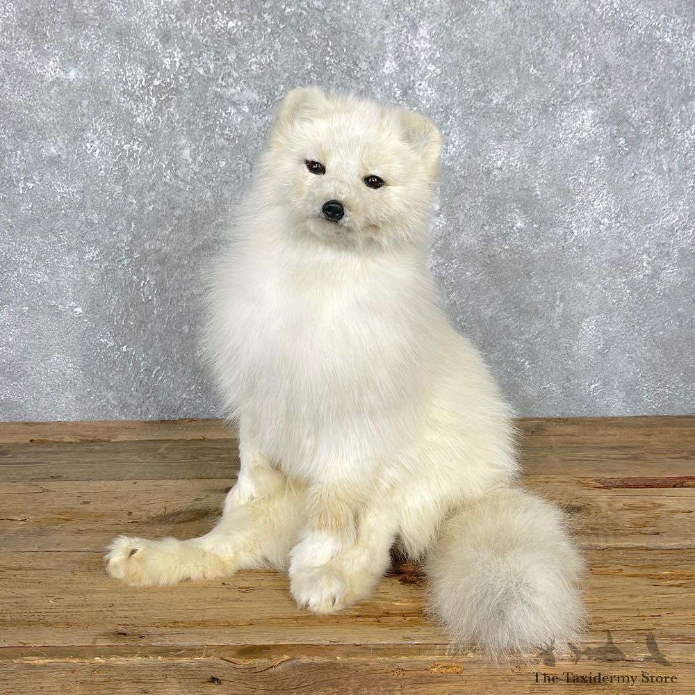 Arctic Fox Taxidermy Life-Size Mount For Sale #24821 @ The Taxidermy Store
