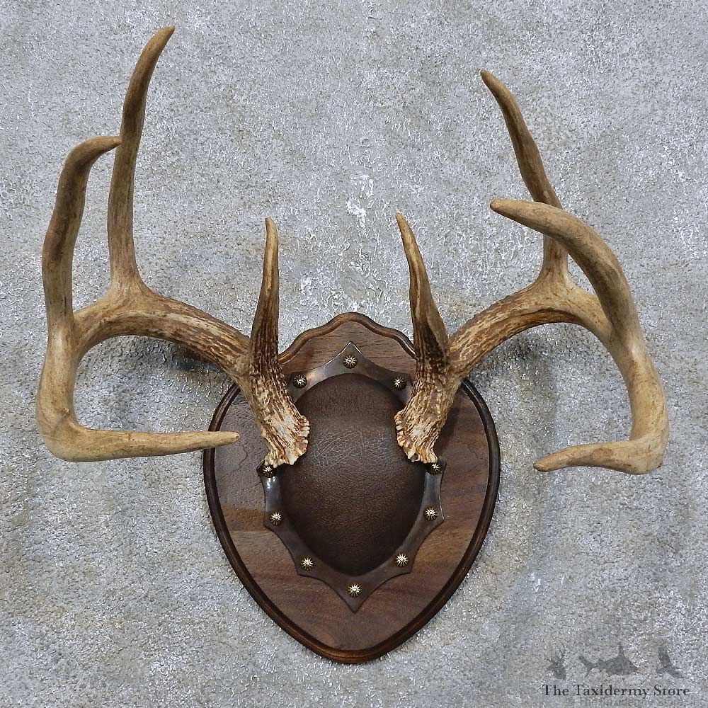Whitetail Deer Antler Plaque Mount For Sale #15778 @ The Taxidermy Store