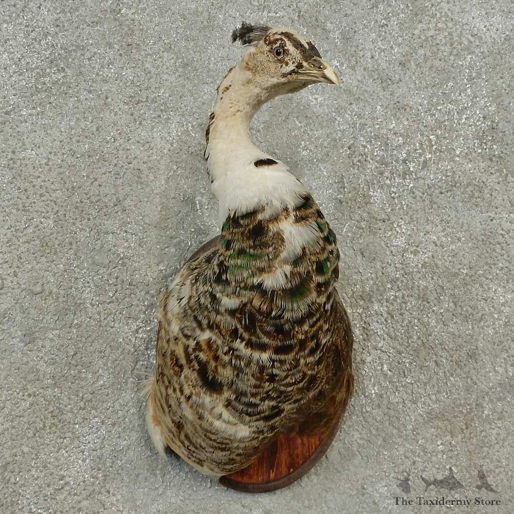 Pied Peacock Bird Shoulder Mount For Sale #16897 @ The Taxidermy Store