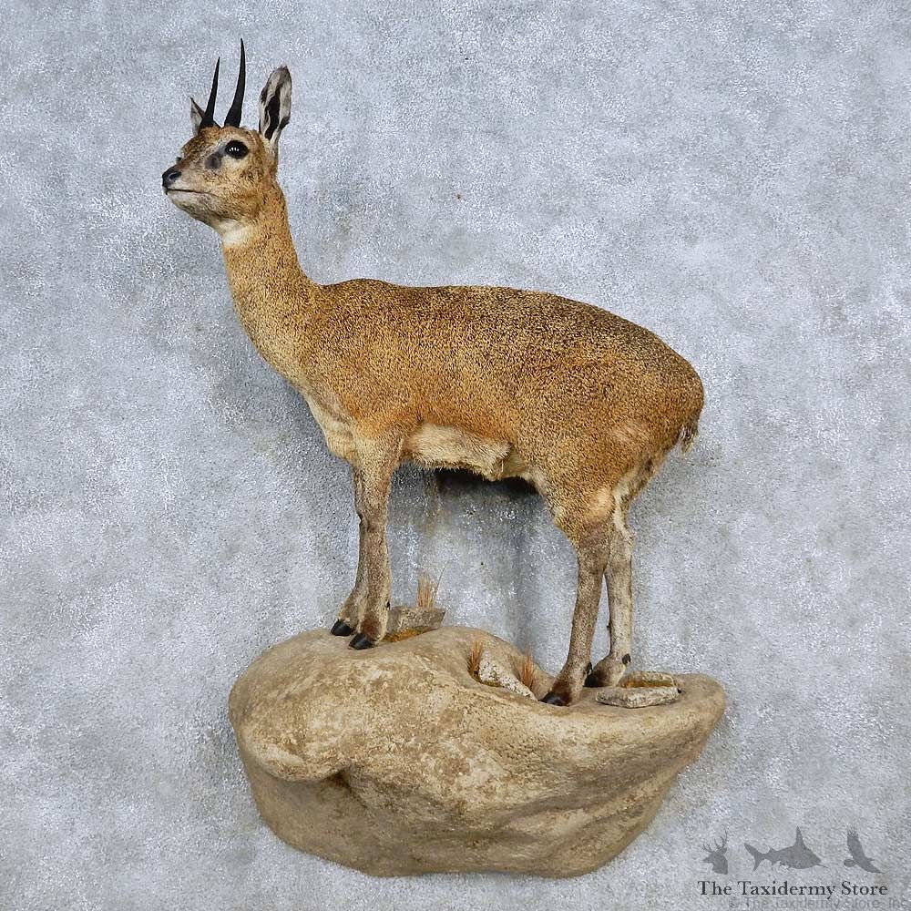 Standing Klipspringer Mount For Sale #14471 @ The Taxidermy Store