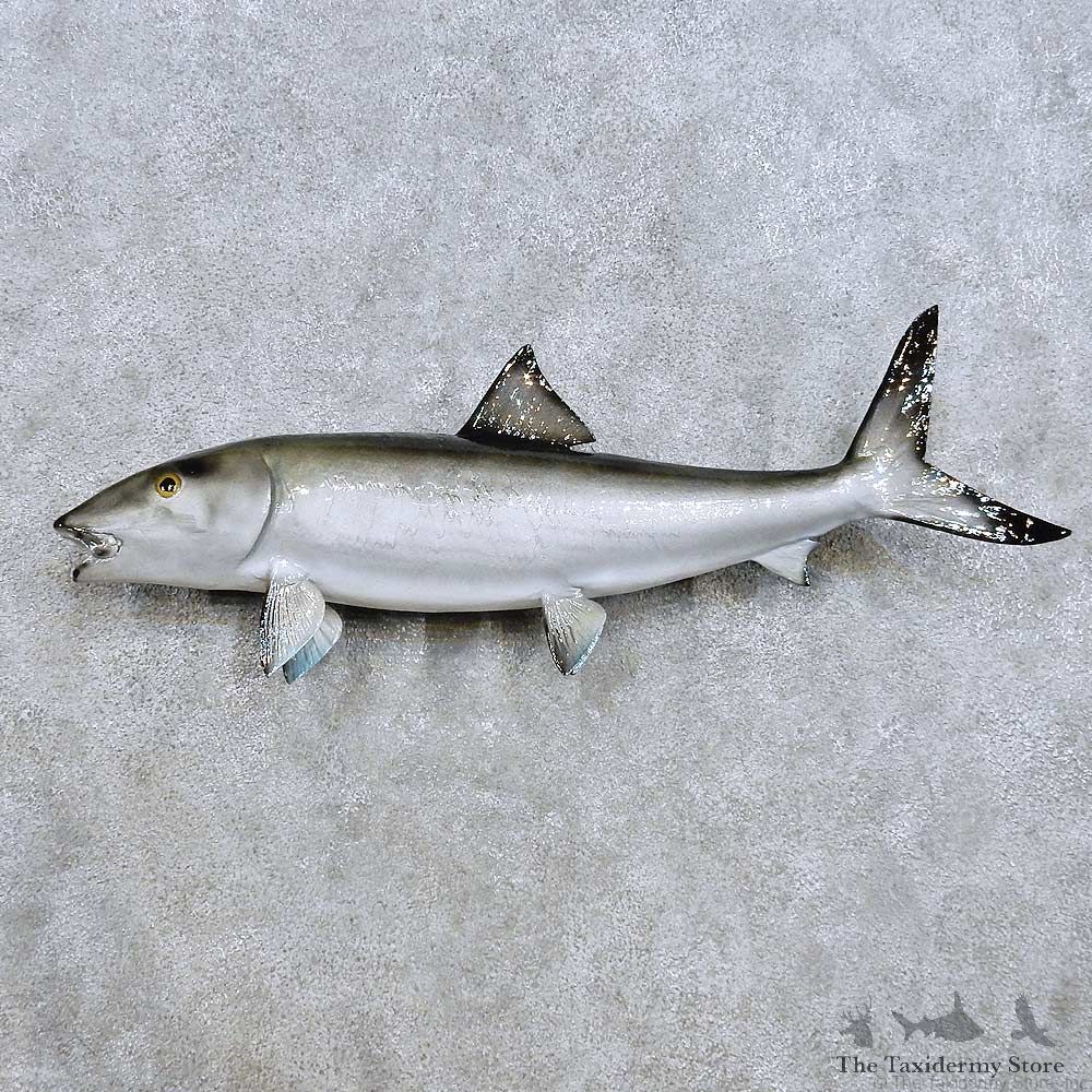 Bonefish Fish Mount For Sale #14454 @ The Taxidermy Store
