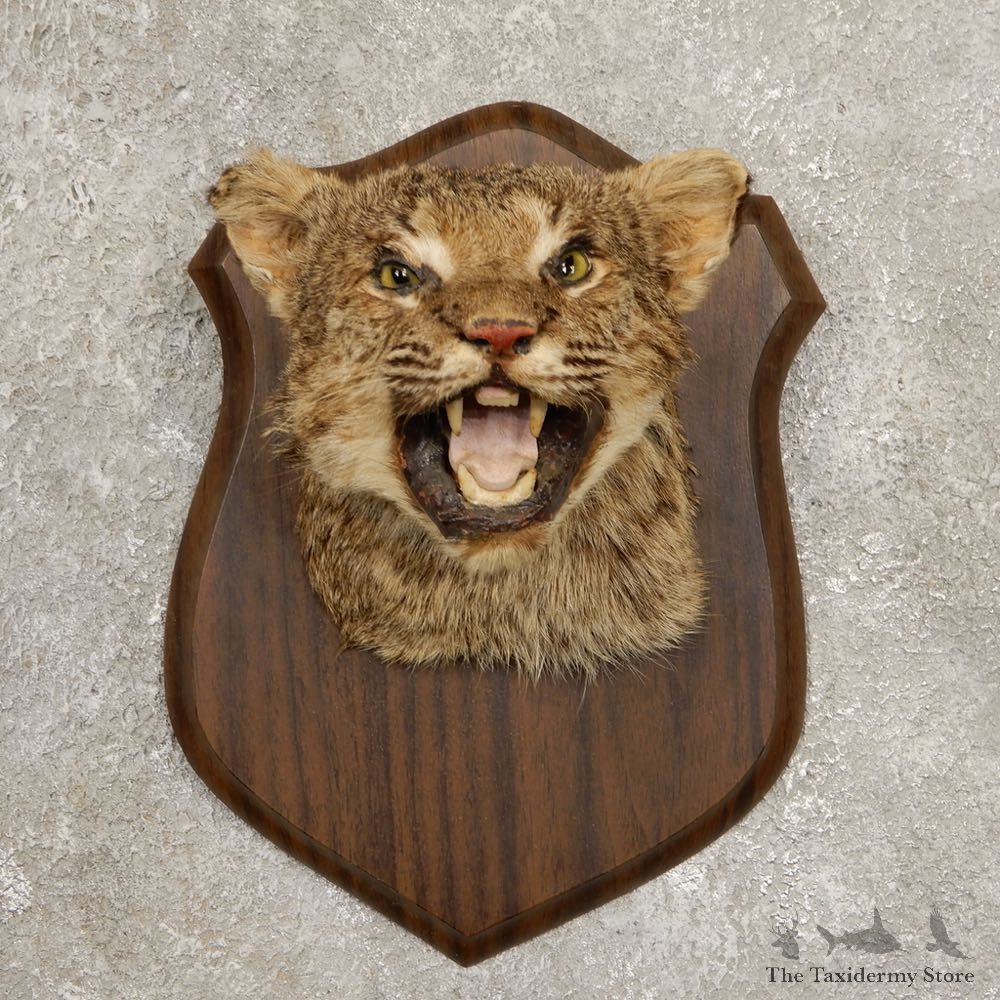 Bobcat Shoulder Mount For Sale #20541 @ The Taxidermy Store