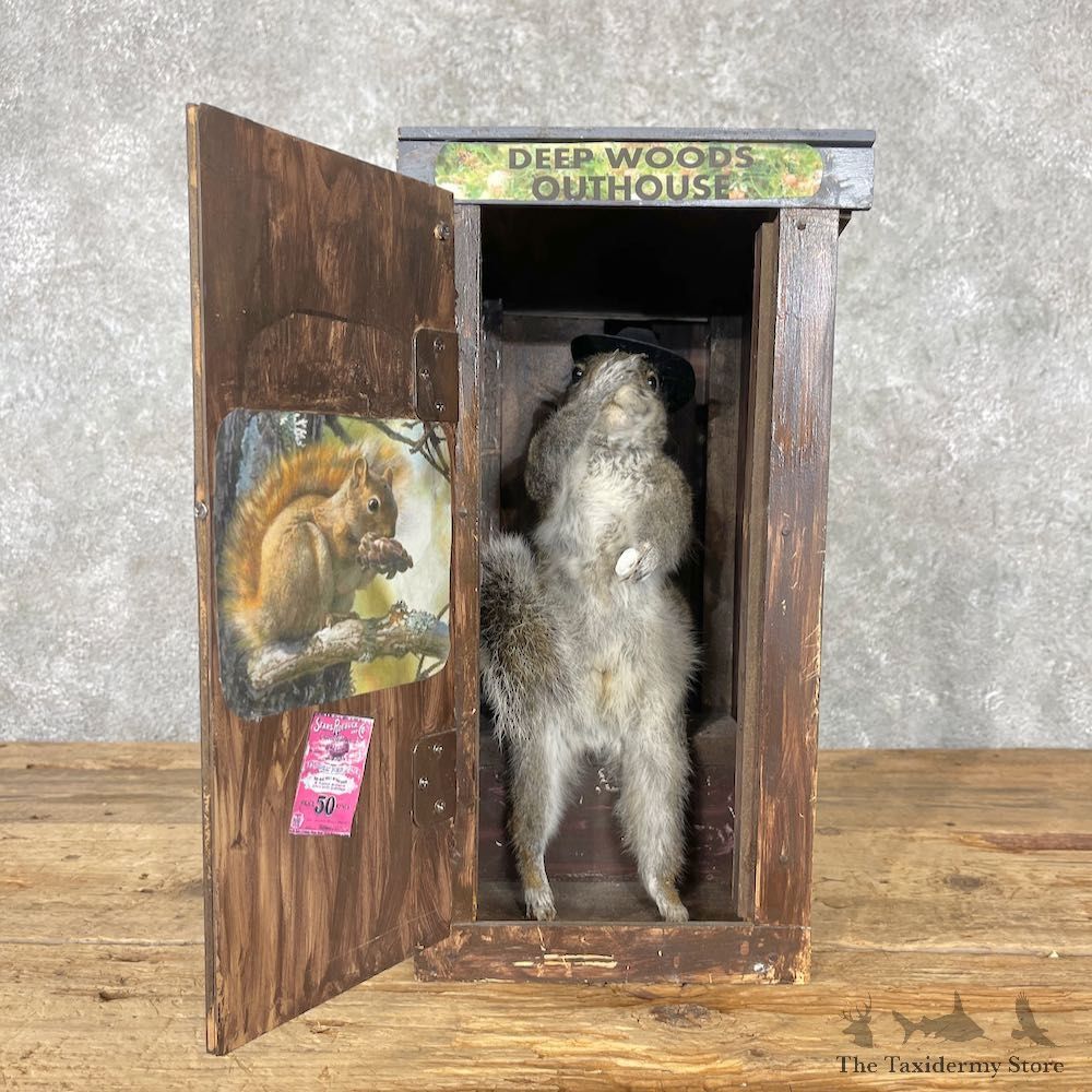 Novelty Gray Squirrel Mount For Sale #27002 @ The Taxidermy Store